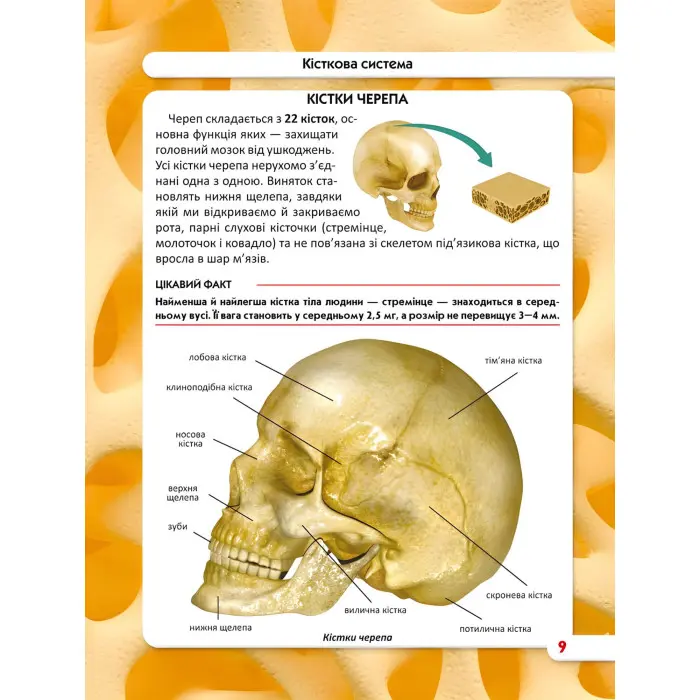 Світ навколо нас. Тіло людини