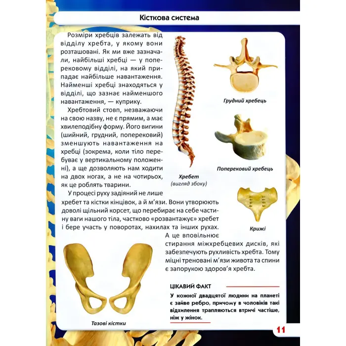 Світ навколо нас. Тіло людини