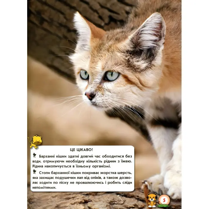 Світ навколо нас. Великі кішки