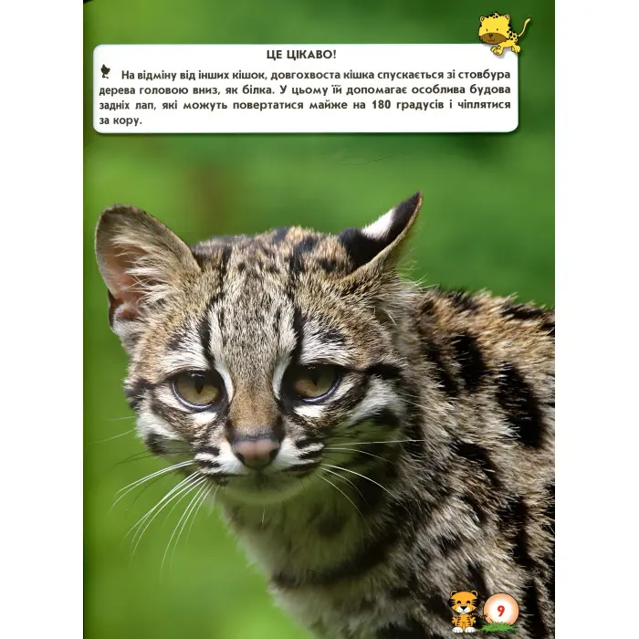 Світ навколо нас. Великі кішки