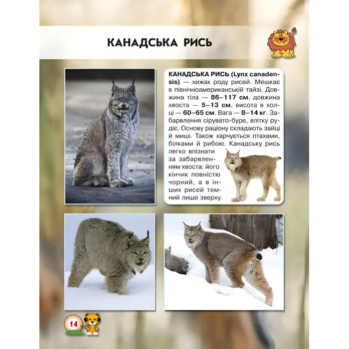Світ навколо нас. Великі кішки