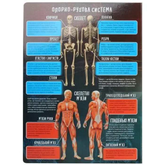 Тіло людини