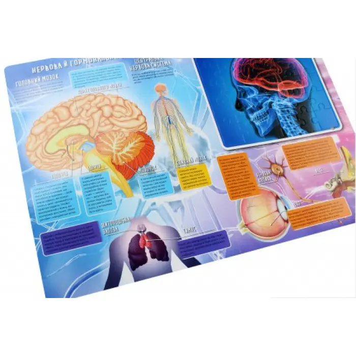 Тіло людини