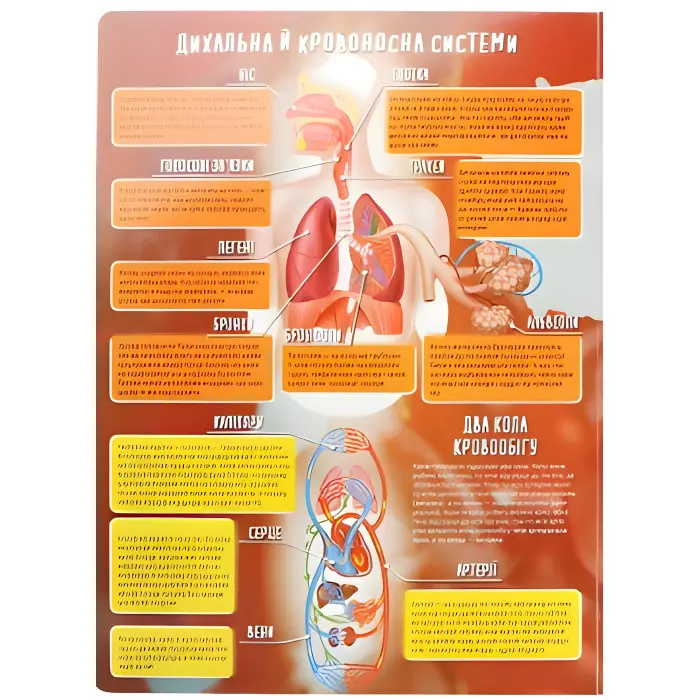 Тіло людини