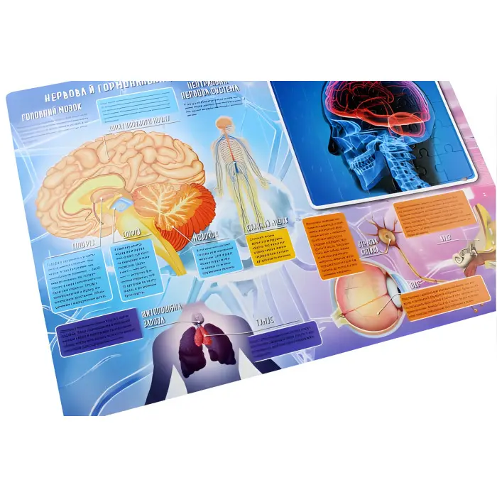 Тіло людини