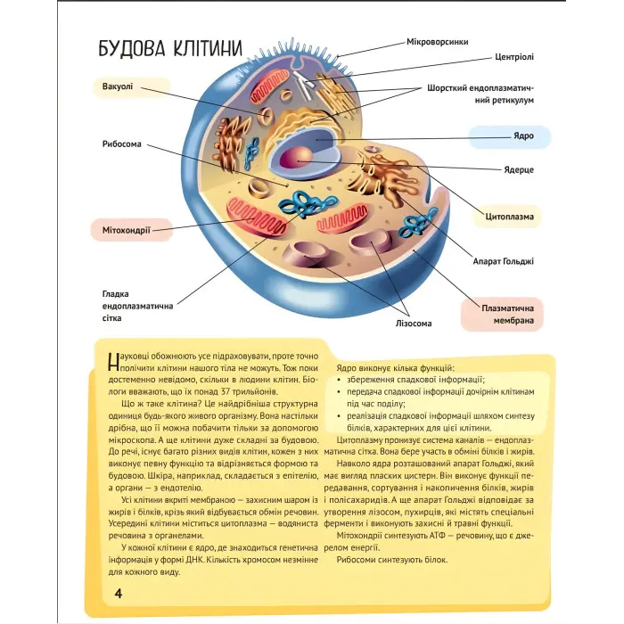 Тіло людини