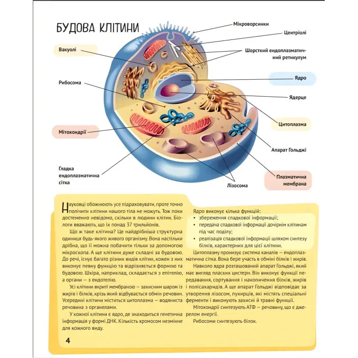 Тіло людини