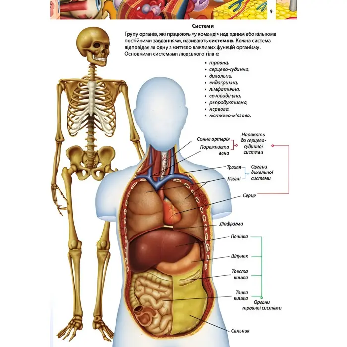 Тіло людини. Дитяча енциклопедія