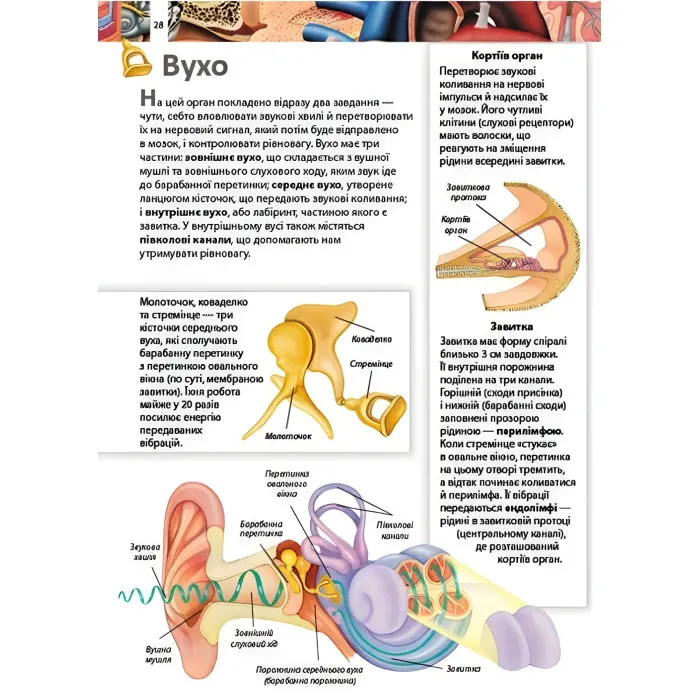 Тіло людини. Дитяча енциклопедія