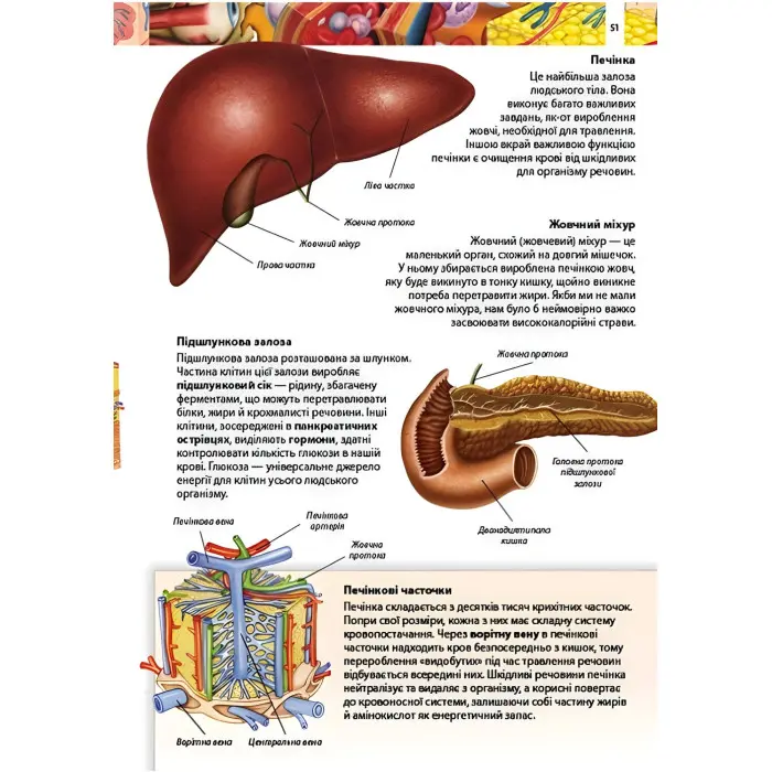 Тіло людини. Дитяча енциклопедія
