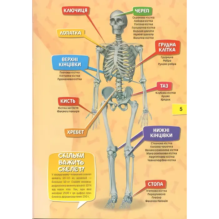 Тіло людини. Перша шкільна енциклопедія