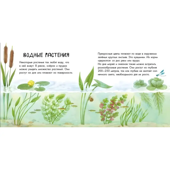 В гостях у природи. Про рослини (9786170947628)