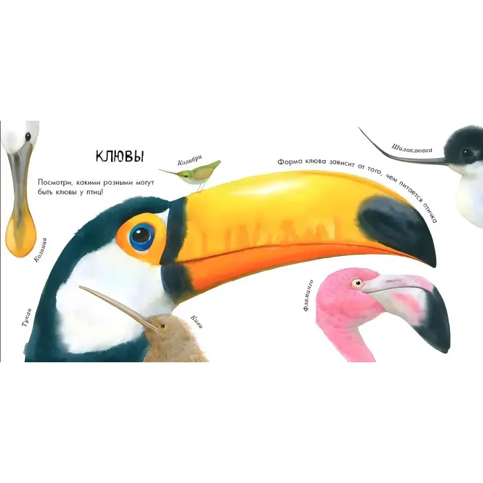 В гостях у природи: Птахи різні і прекрасні (р)