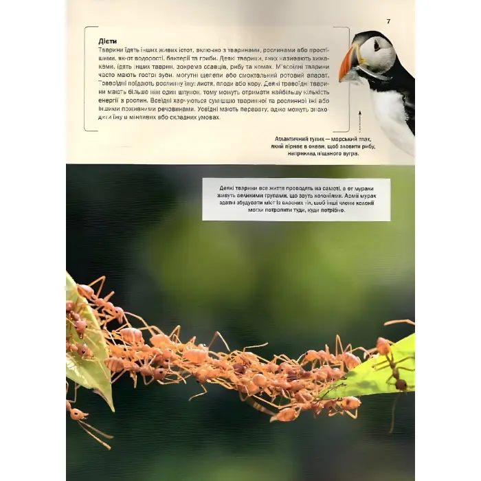 Велика книга тварин Енциклопедія (9786171704794)