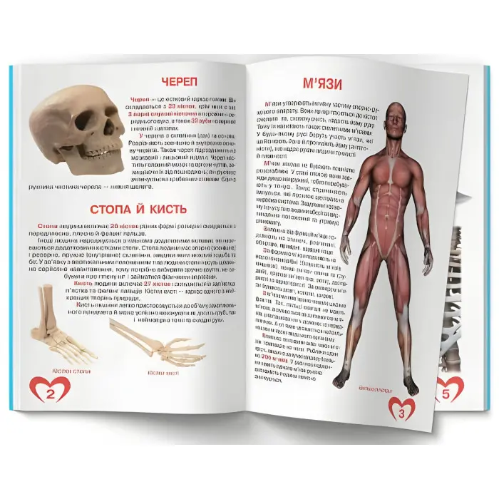 Велика книжка. Анатомія людини (9789669361974)