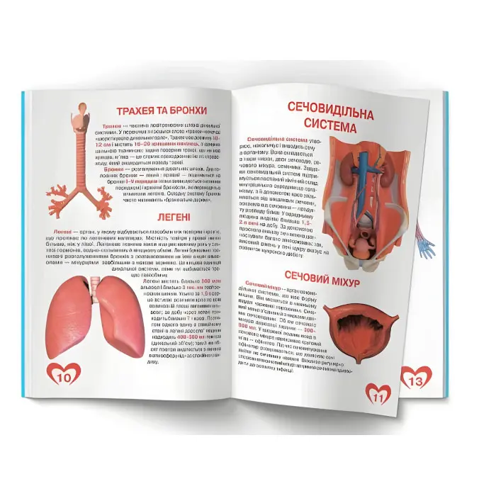 Велика книжка. Анатомія людини (9789669361974)