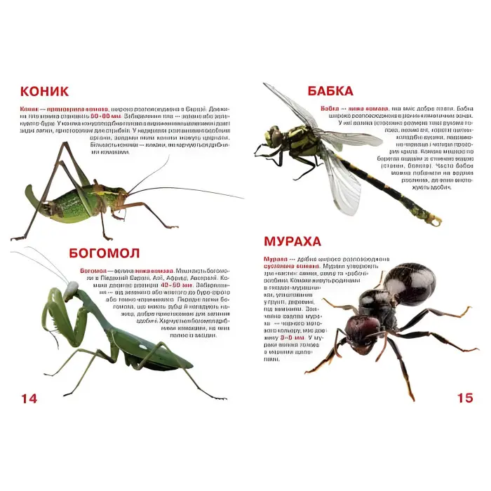 Велика книжка. Комахи.