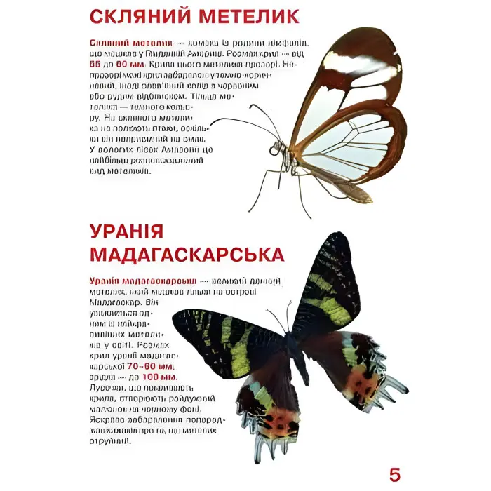 Велика книжка. Метелики.