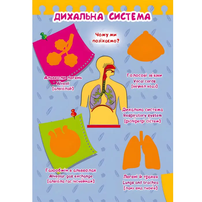 Велика книжка. Розвивальні наліпки. Розумнi завдання.Тіло людини