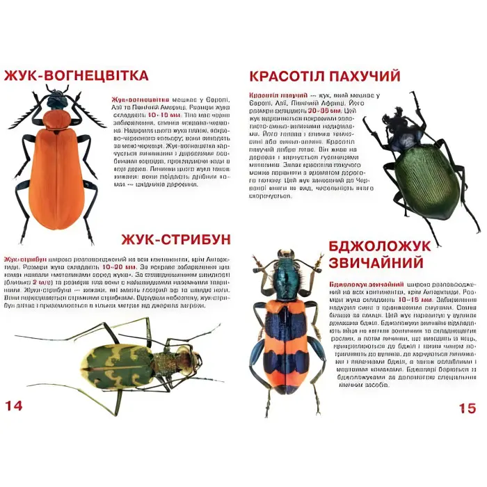 Велика книжка. Жуки